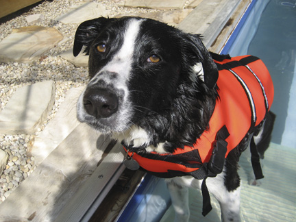 Border Collie Mix ©RandyProductions.com